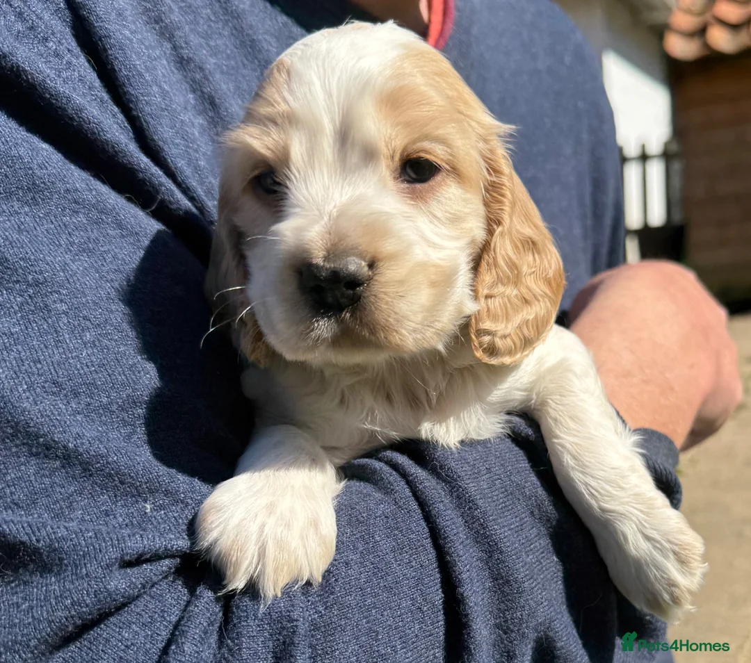 Cocker Spaniel dogs for sale: LEMON and SABLE ROAN Show Cocker Spaniels  - Advert 1
