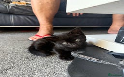 Bengal cats for sale: 2 black female cats  - Image 1