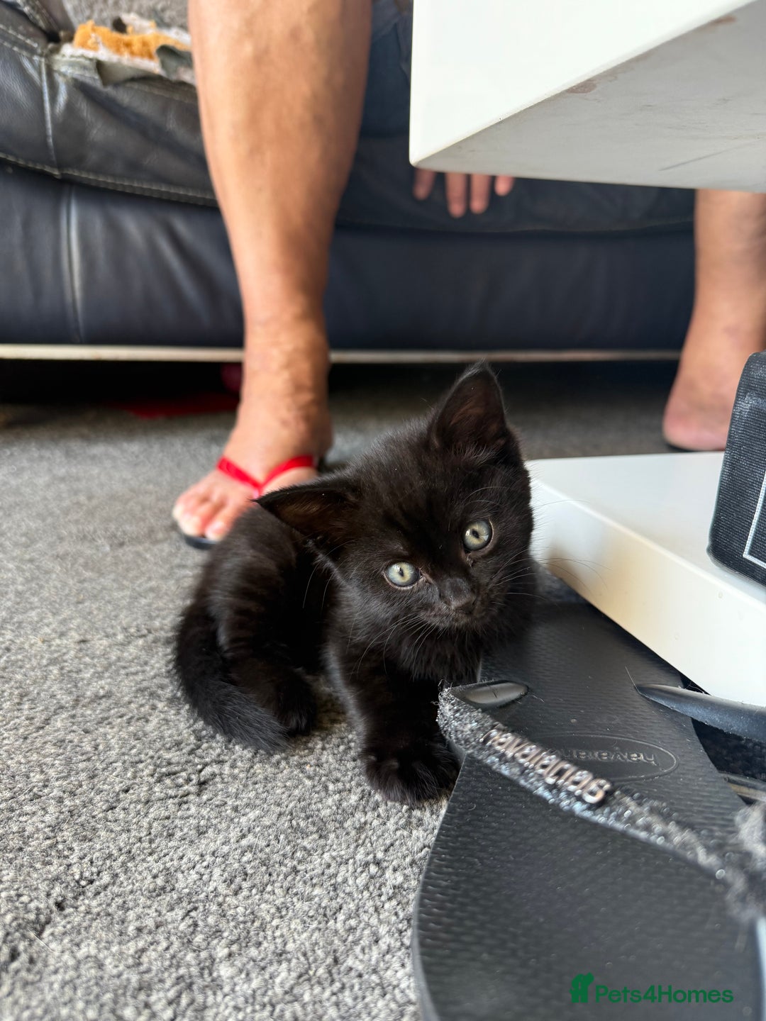 Bengal cats for sale: 2 black female cats  - Image 1