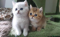 British Shorthair cats for sale: Stunning GCCF British Shorthair Kittens. - Image 12