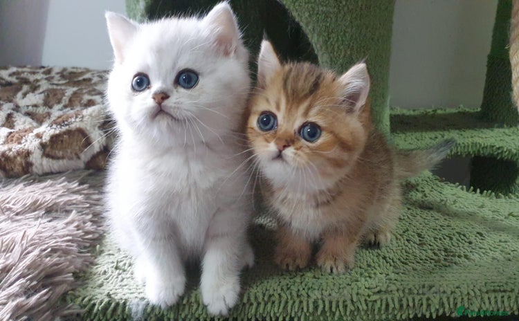 British Shorthair cats - Advert 10