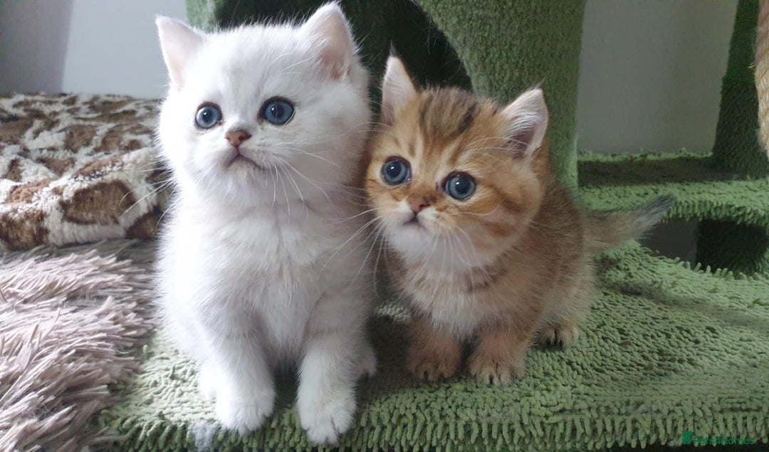 British Shorthair cats for sale: Stunning GCCF British Shorthair Kittens. - Image 12