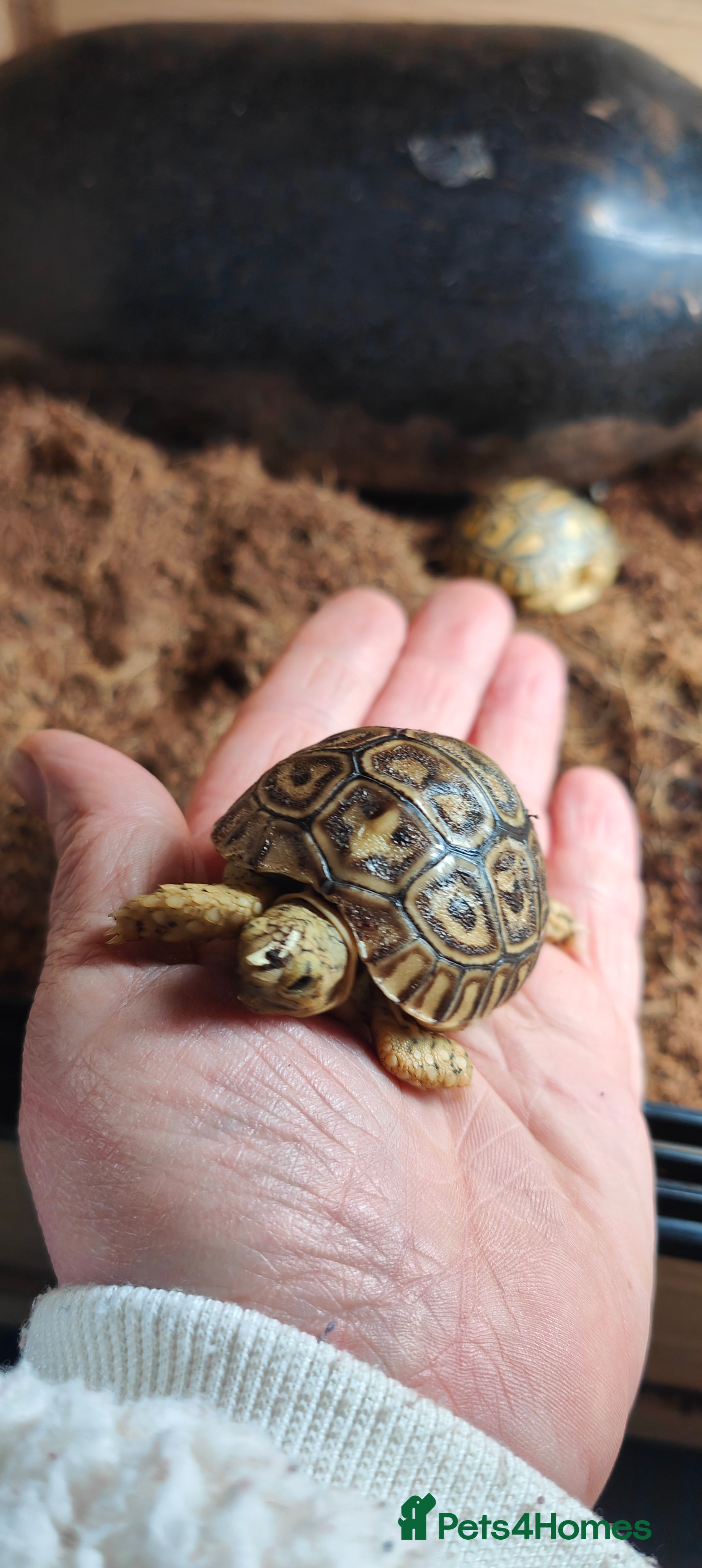 Tortoise reptiles Leopard spotted Tortoise  - Advert 1