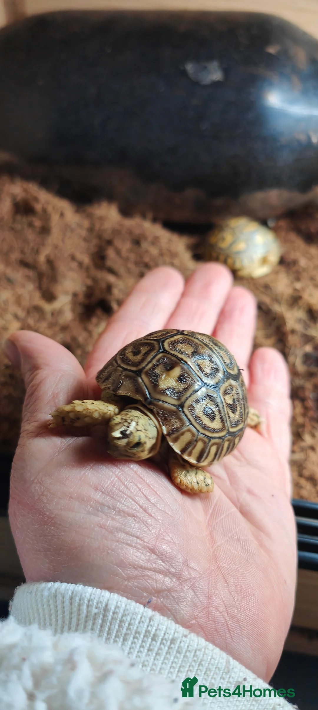 Tortoise reptiles for sale: Leopard spotted Tortoise  - Advert 1