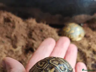 Tortoise reptiles Leopard spotted Tortoise - Advert 10