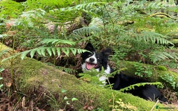 Border Collie dogs for sale: Beautiful Tri-colour border collies - Image 23