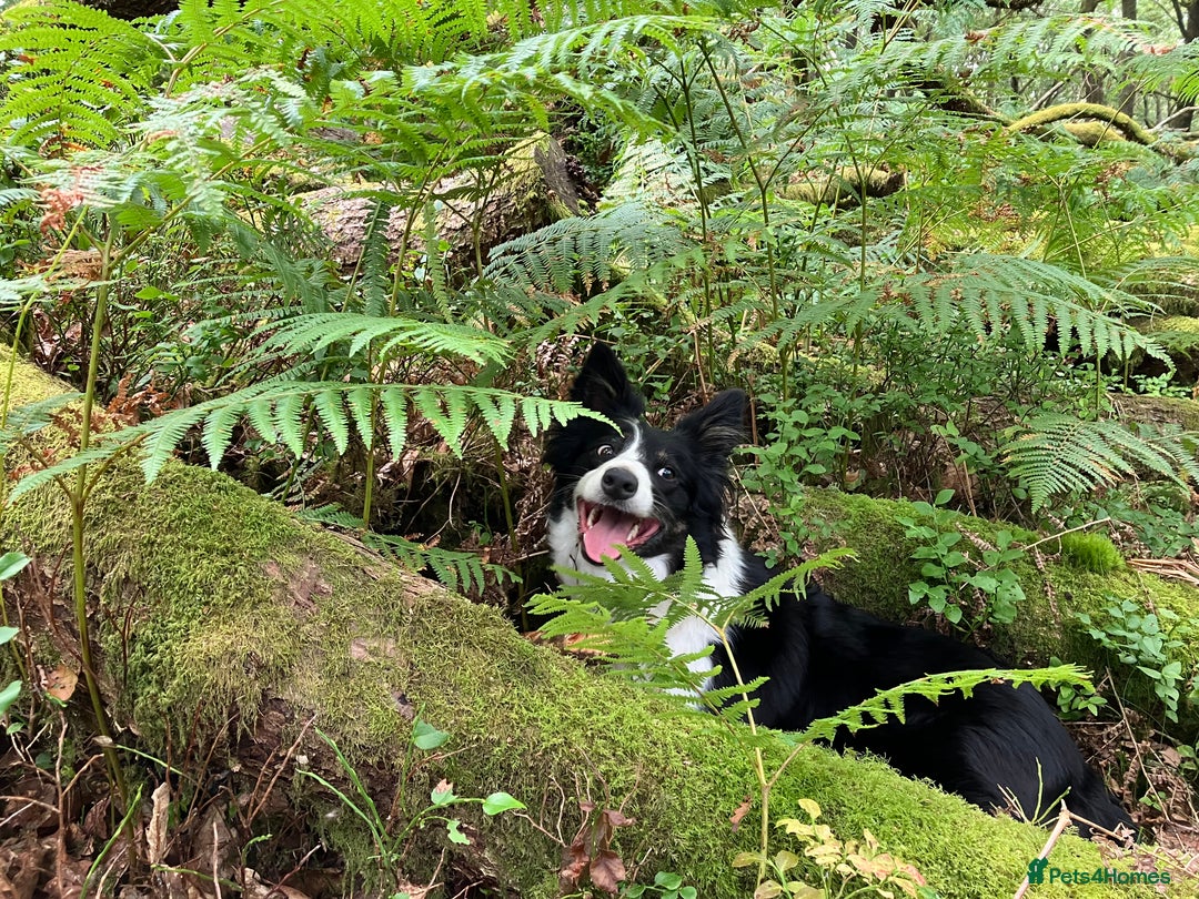 Border Collie dogs for sale: Beautiful Tri-colour border collies - Image 23