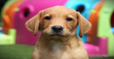 Labrador Retriever dogs - Advert 3