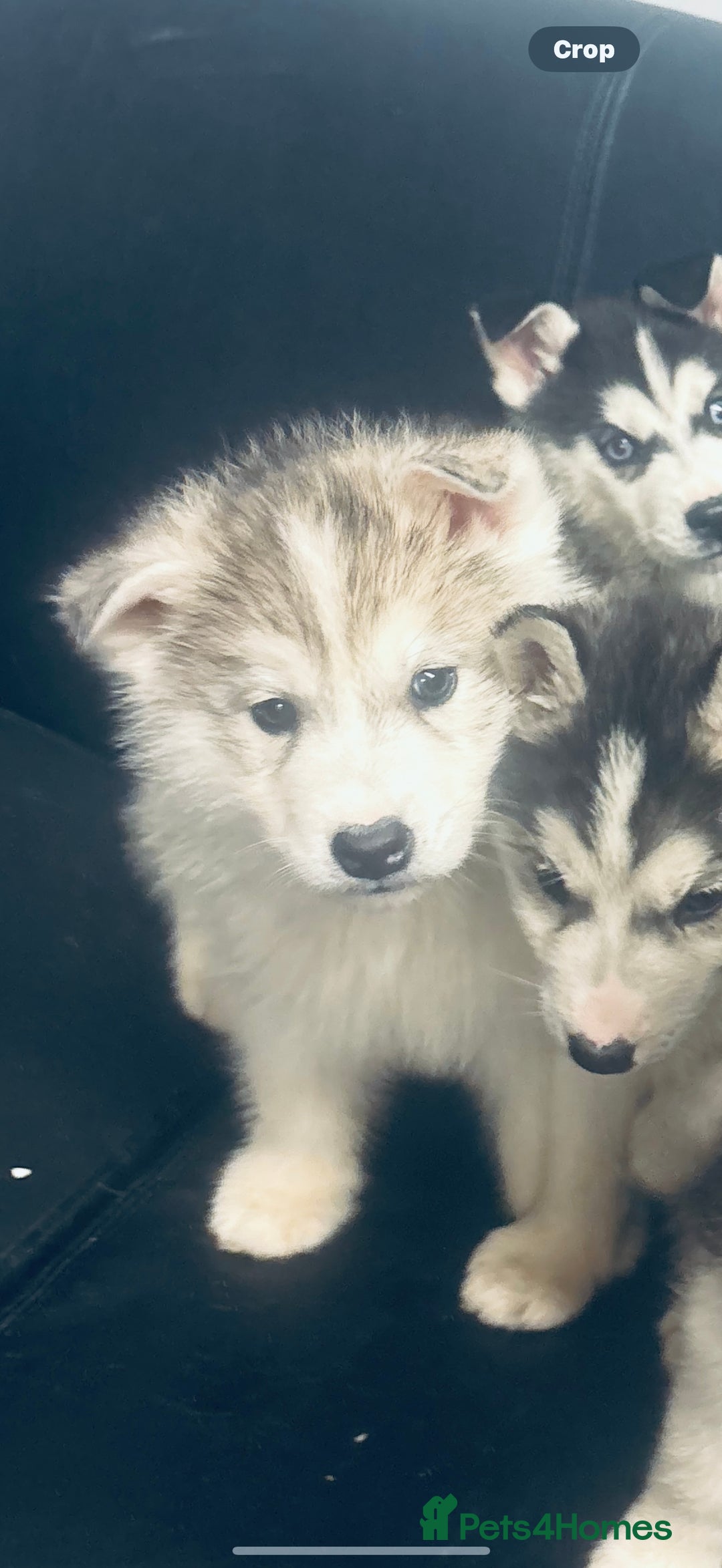 Siberian Husky dogs for sale: Siberian husky - Advert 5