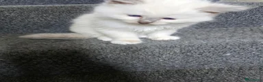 Ragdoll 5