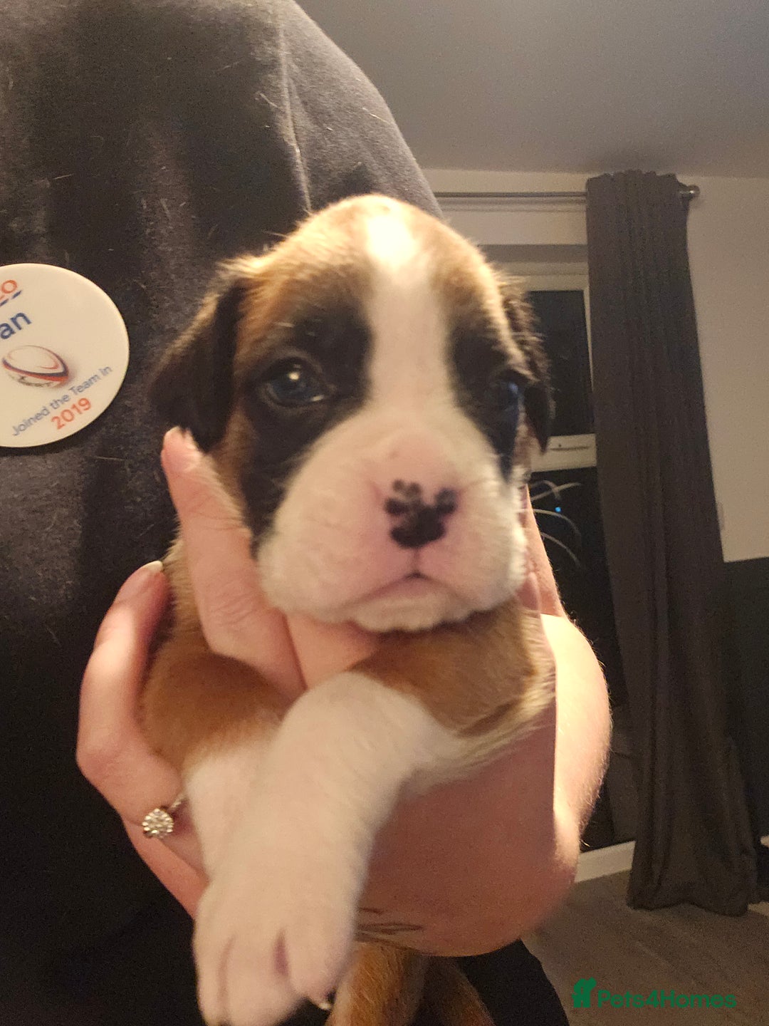 Boxer dogs for sale: Boxer babies - Advert 34