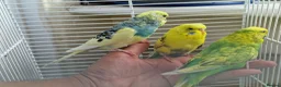 Budgerigars birds for sale: Super silly hand tamed baby budgies  - Advert 17