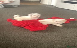 Maltipoo dogs for sale: 4 beautiful maltipoos  - Image 2