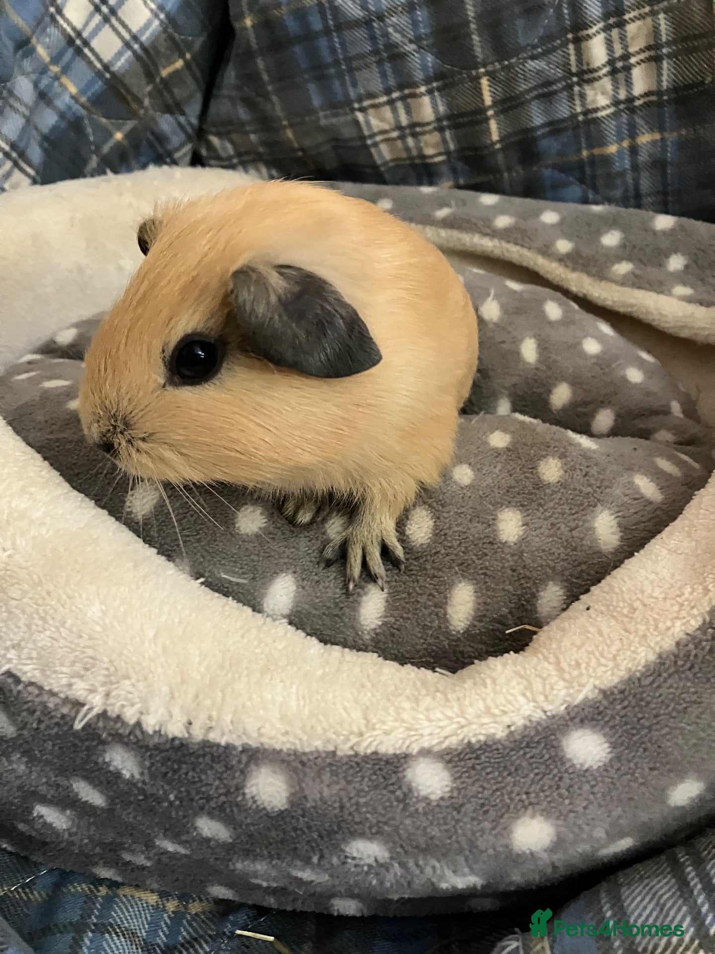 Guinea Pig rodents Lots of lovely baby boy - Advert 18