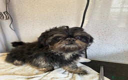 Shorkie dogs for sale: SHORKIE / SHISH TUZ - Image 3