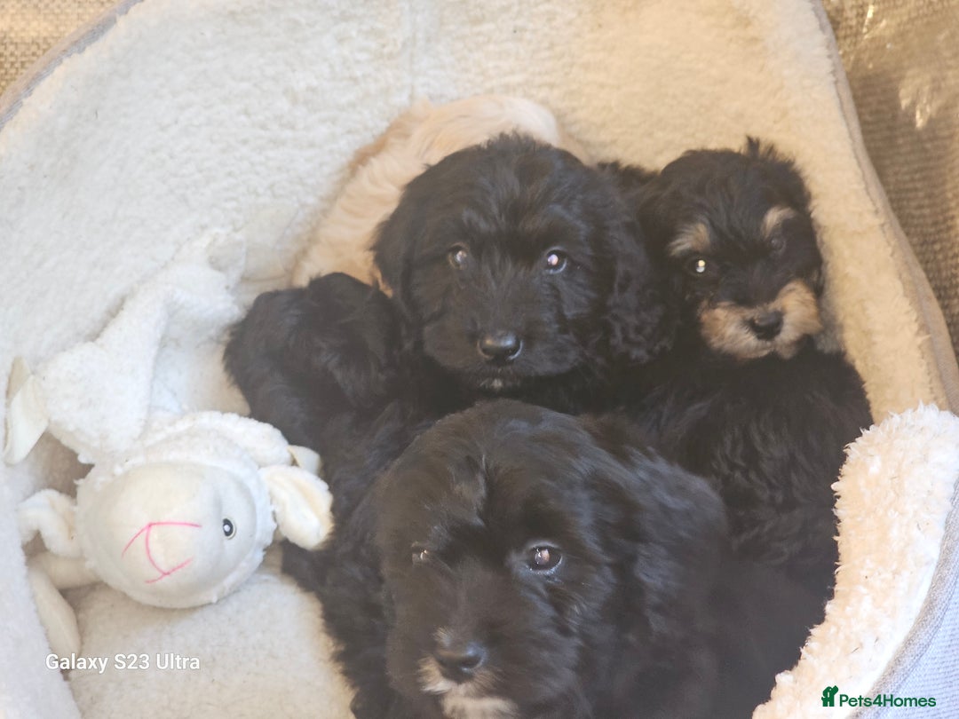 Cockapoo dogs for sale: Beautiful cockapoo babies!  - Image 8