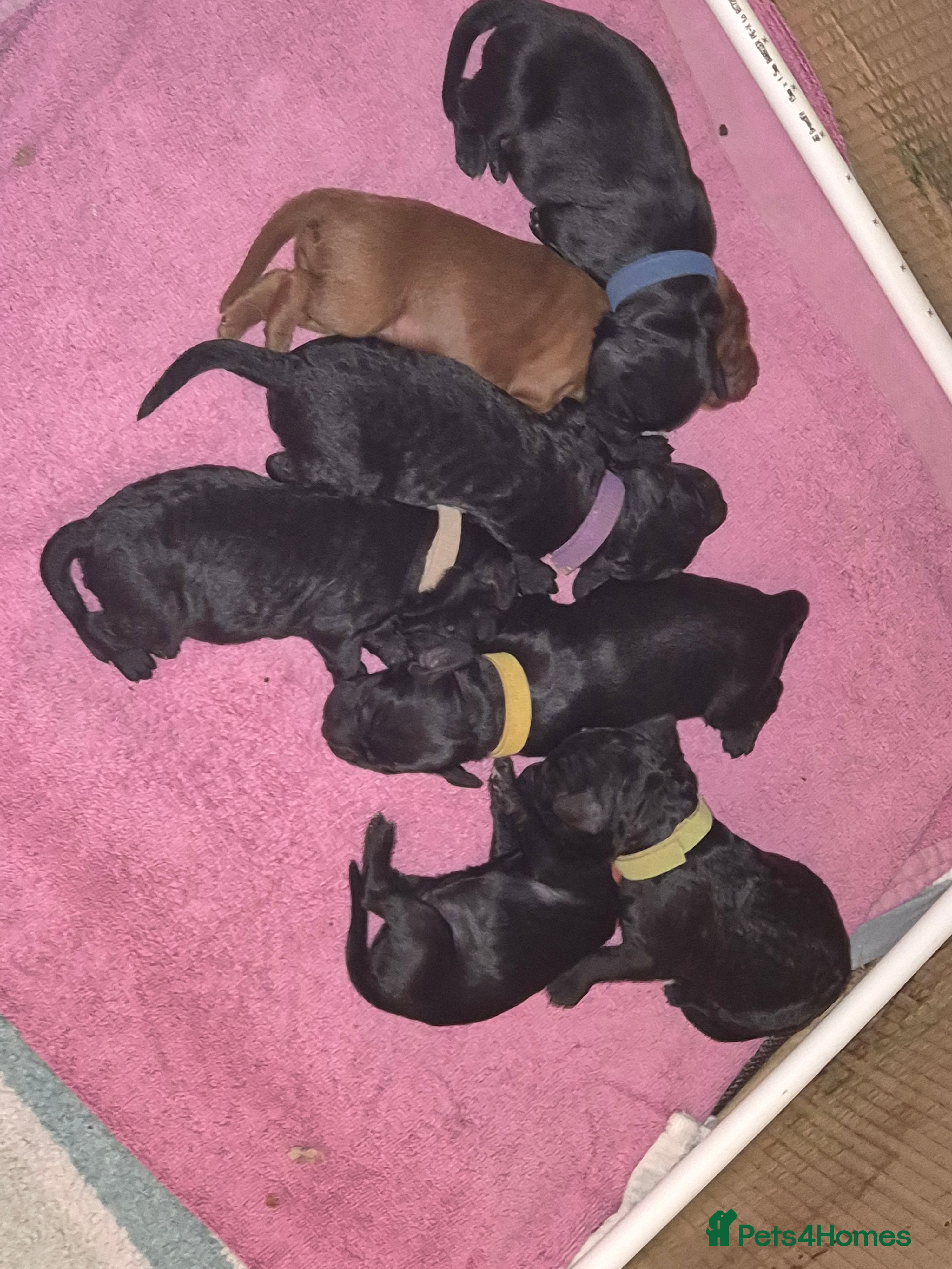 Cockapoo dogs Beautiful f2 cockapoo pups - Advert 13