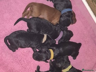 Cockapoo dogs Beautiful f2 cockapoo pups - Advert 1