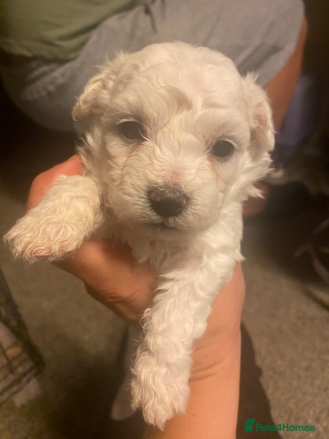 Maltese dogs for sale: Stunning Purebred Maltese Puppies Ready 17th Sept - Image 14
