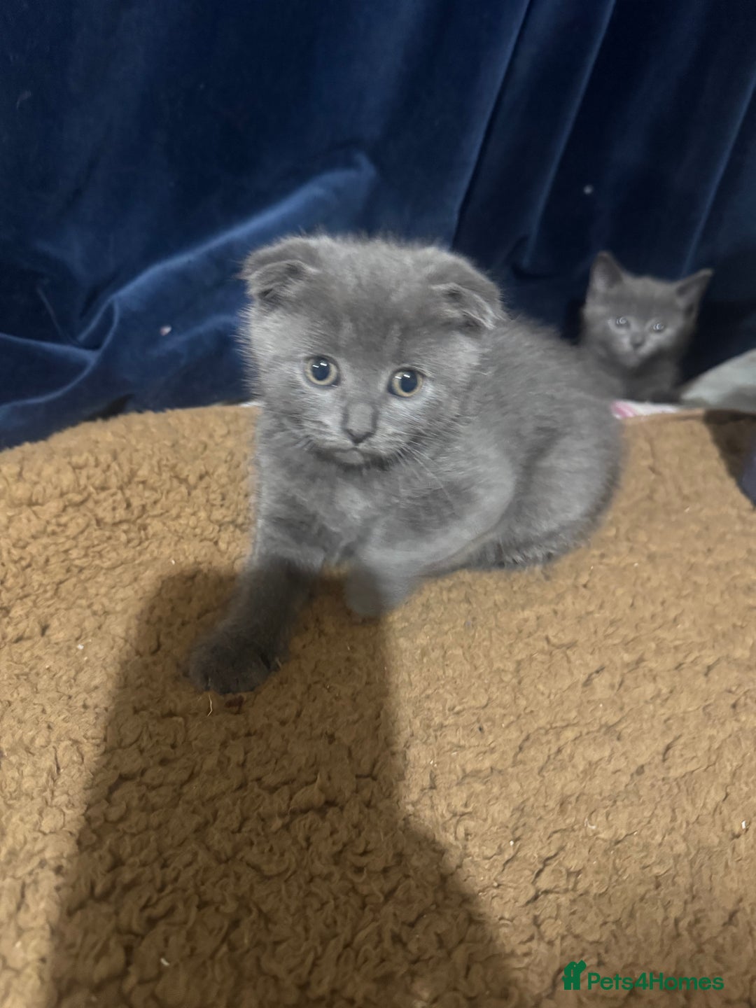 Scottish Fold cats for sale: Beautiful Grey Scottish Fold & Straight Kittens - Image 2