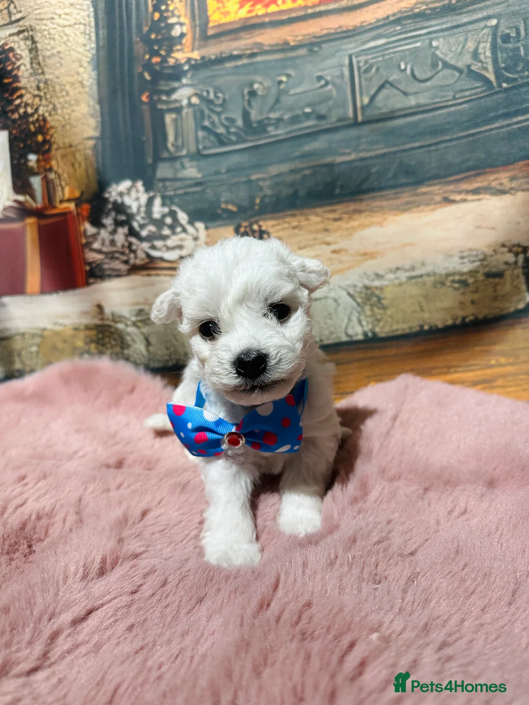 Bichon Frise dogs for sale: Pure Pedigree Champion Bloodline Bichon Frise  - Advert 32