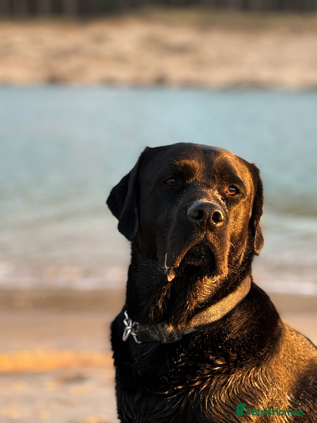 Labrador Retriever dogs for stud: KC registered show Labrador for stud  - Advert 6