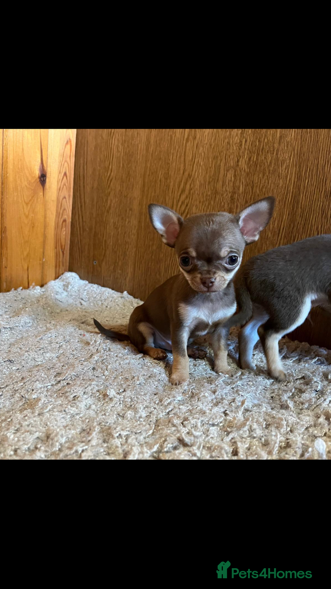 Chihuahua dogs for sale: 💥Adorable puppies💥 - Image 8