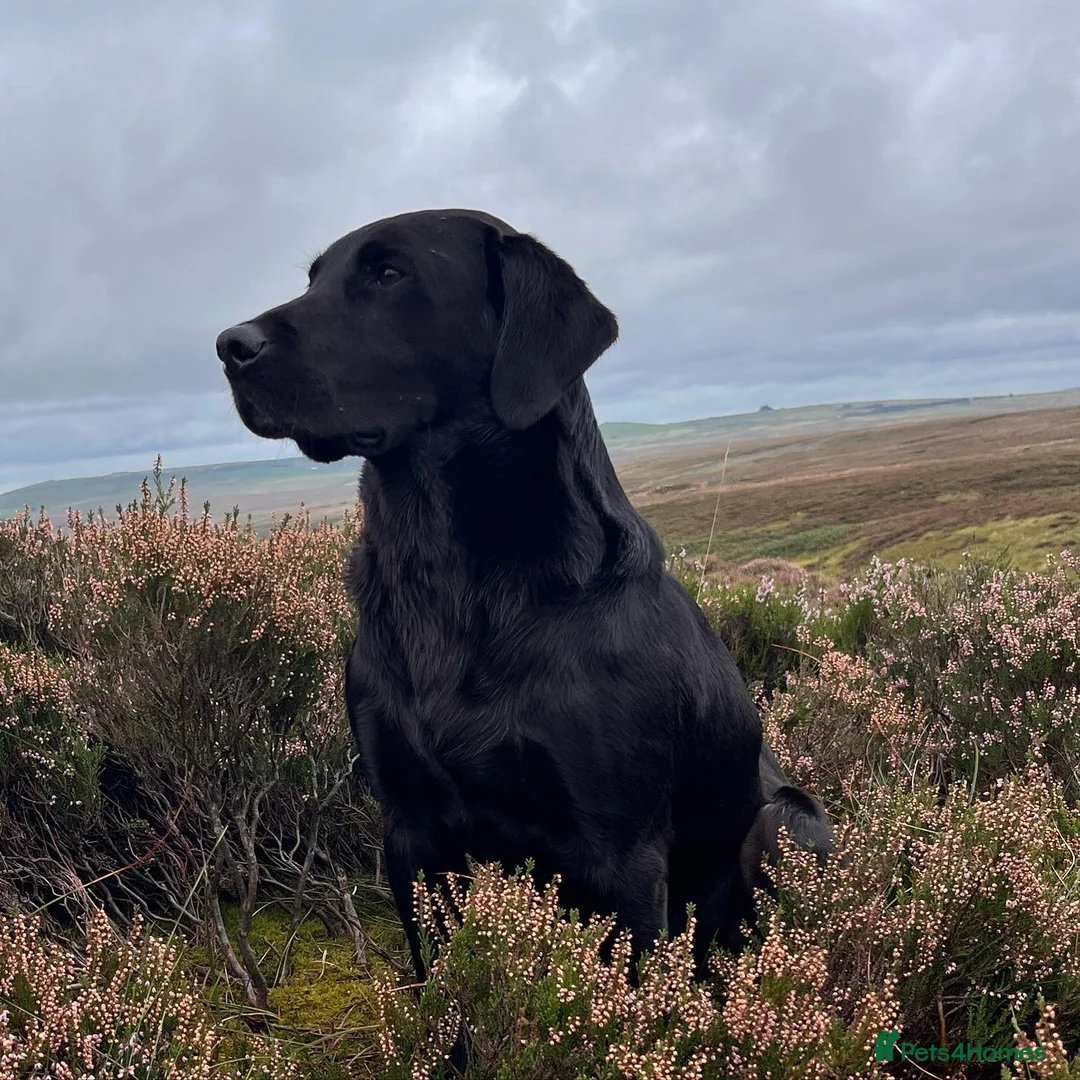 Labrador Retriever dogs for stud: 0/0 HIP & ELBOWS FULLY HEALTH TESTED BLACK STUD in Malton - Advert 12
