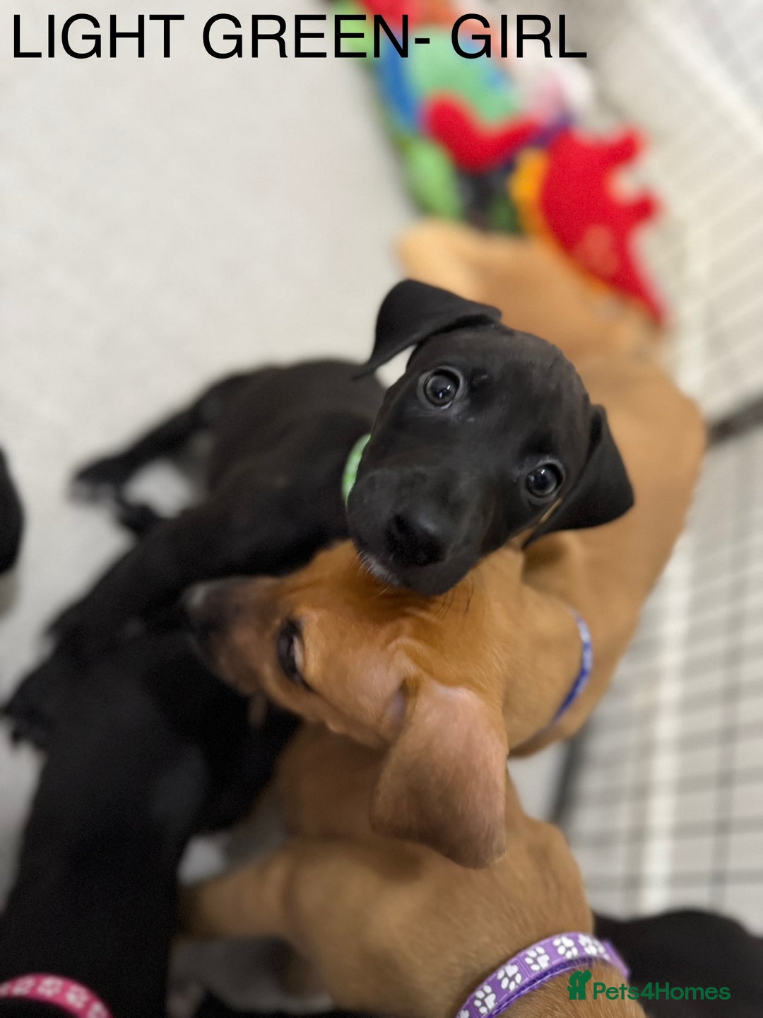 Lurcher dogs for sale: Saluki Bull Greyhound Puppies  - Advert 14