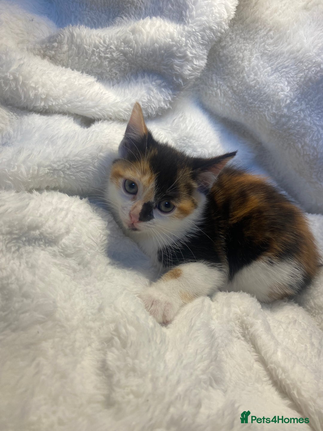 Mixed Breed cats for sale: Tortoiseshell Kitten Ready For Its New Home 🏡 - Advert 2