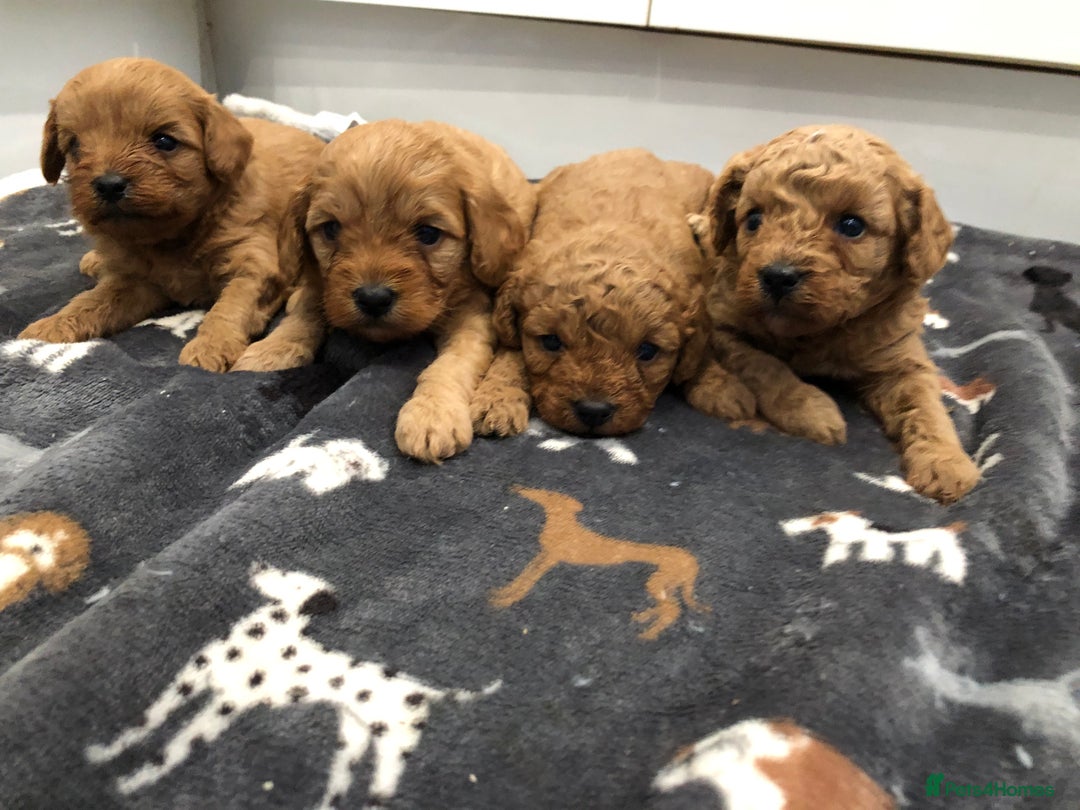 Cavapoo dogs for sale: Beautiful f1 cavapoo pups - Advert 1