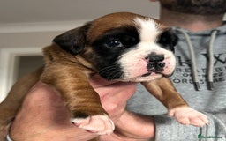 Boxer dogs for sale: Kc Beautiful Red and White Boxer Puppies  - Image 5