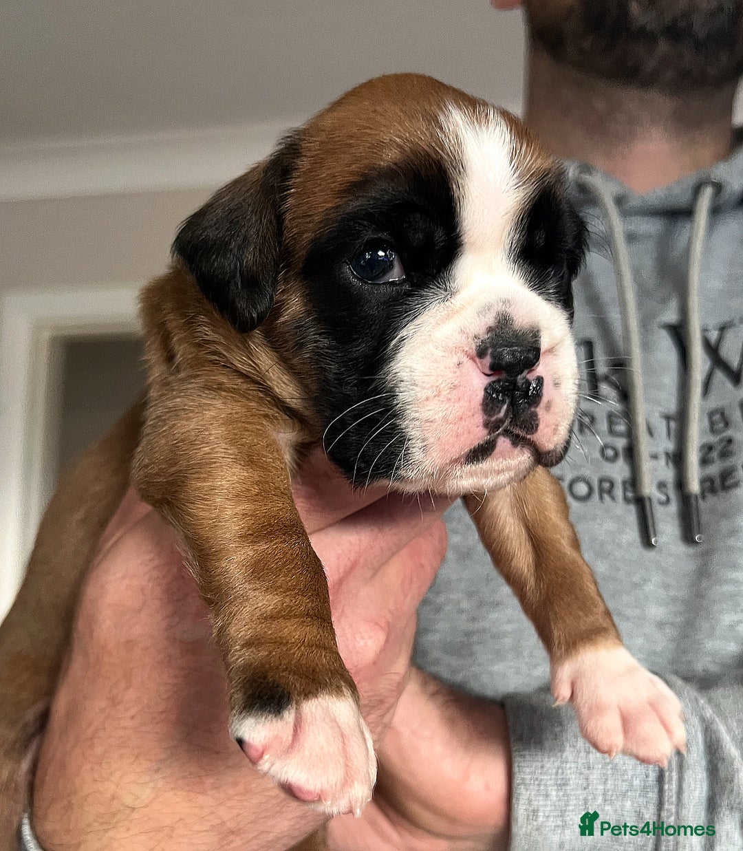 Boxer dogs for sale: Kc Beautiful Red and White Boxer Puppies  - Image 5