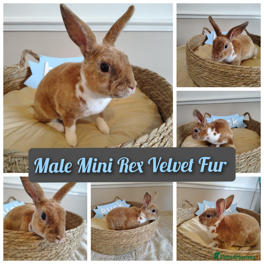 Rex rabbits for sale: Lovely Rex rabbit babies  - Image 3