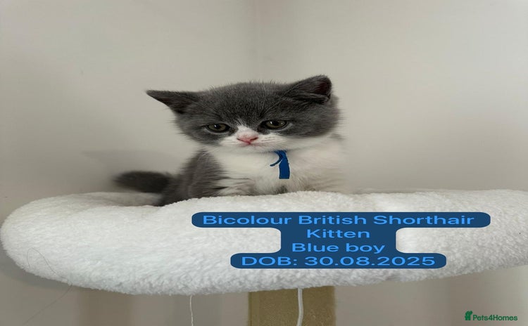 British Shorthair cats 1 Bicolour British Shorthair boys looking new home - Advert 2