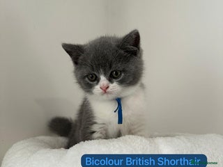 British Shorthair cats 1 Bicolour British Shorthair boys looking new home - Advert 3