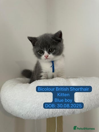 British Shorthair cats 1 Bicolour British Shorthair boys looking new home - Advert 7