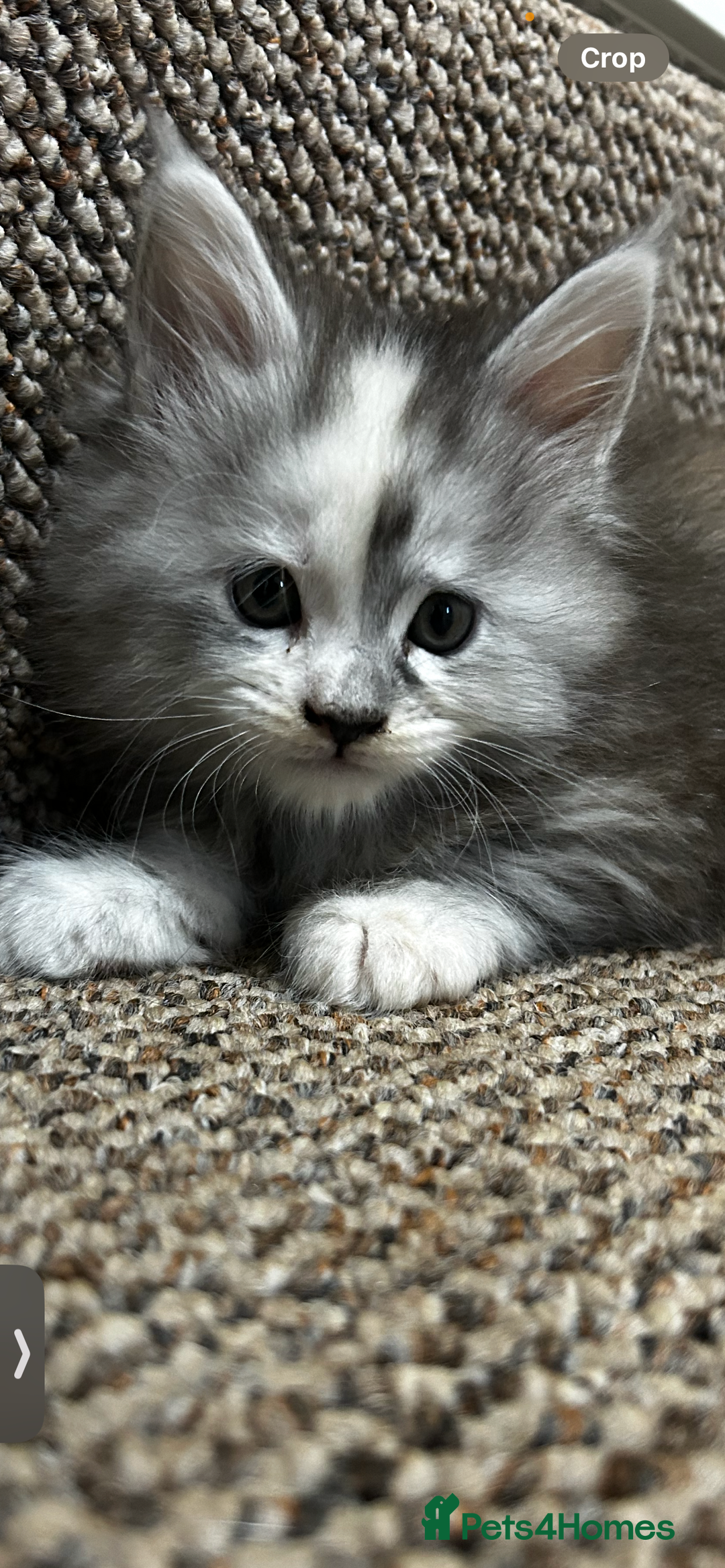 Maine Coon cats for sale: 2 stunning girls 1 polydactyl ready  **  ev - Advert 15