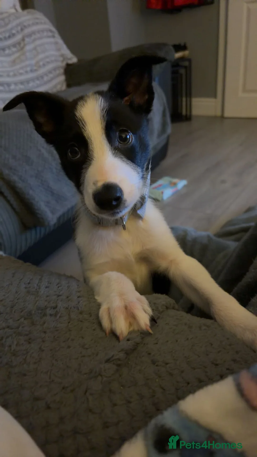 Mixed Breed dogs for sale: 9 month old border kelpie - Advert 4