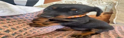 Miniature Dachshund dogs for sale: Miniature dachshunds for sale in Witney - Advert 7
