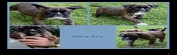 Boxer dogs for sale: Beautiful boxer puppies!! Ready to go!!! - Advert 9