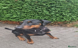 Dobermann dogs for sale: Doberman looking for new home - Image 2