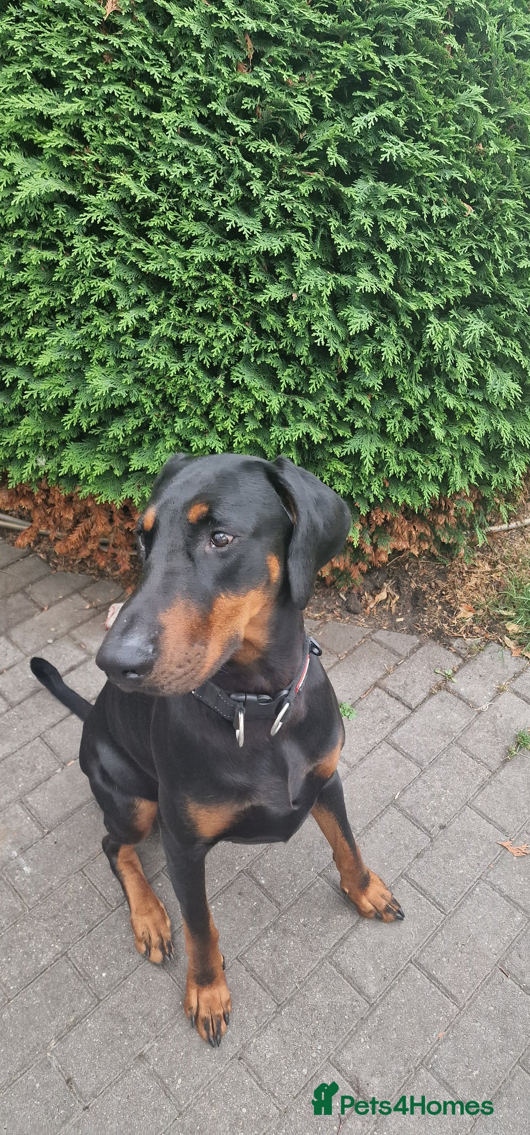Dobermann dogs for sale: Doberman looking for new home - Image 2