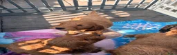 Cockapoo dogs for sale: Cockapoo f1 pup ready now - Advert 7