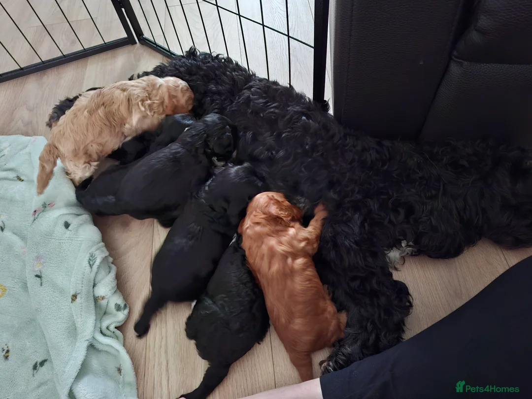 Cockapoo dogs for sale: *1 GIRL LEFT* Beautiful miniature cockapoo pups  - Advert 5