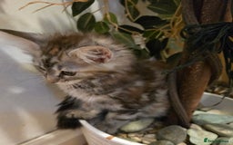 Maine Coon cats for sale: Maine coon kittens  - Image 30