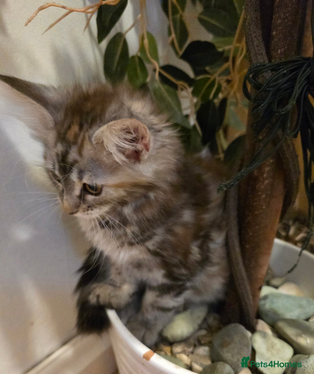 Maine Coon cats for sale: Maine coon kittens  - Image 30