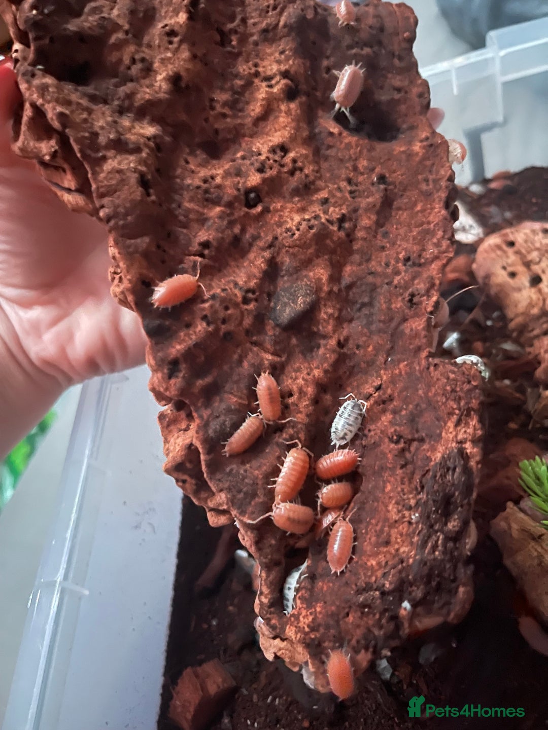 Millipedes invertebrates for sale: Millipedes , iso pods ,snails  - Image 3