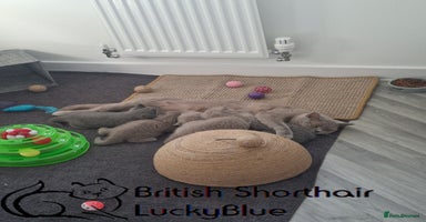 British Shorthair cats - Advert 1