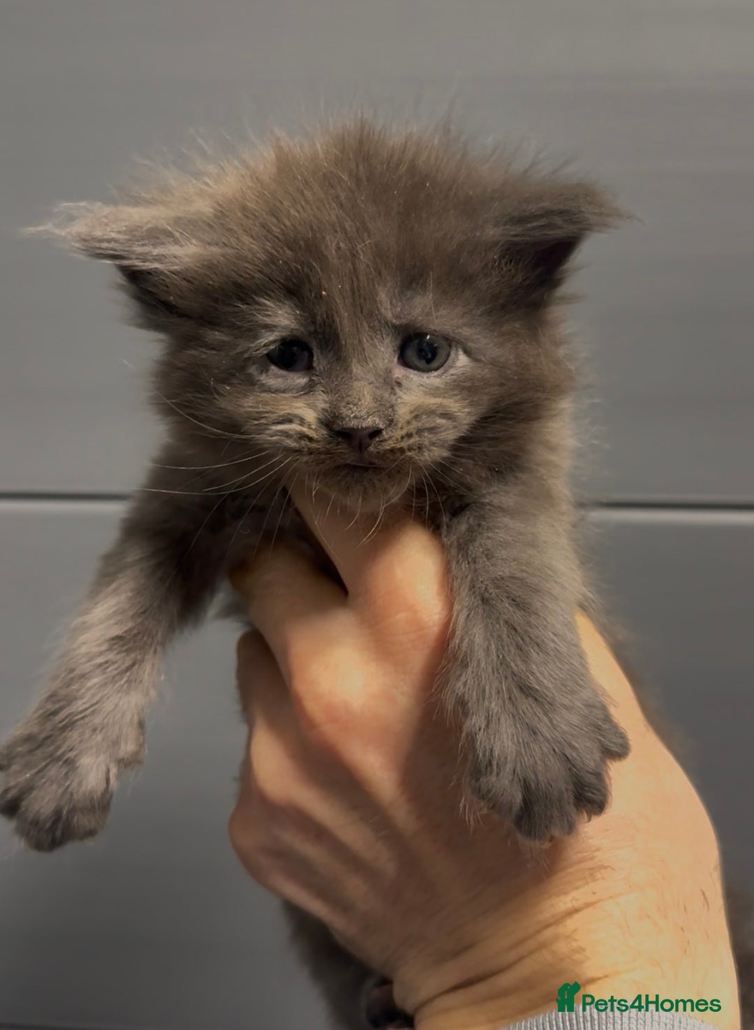 Maine Coon cats for sale: XL maine coon kittens Russia bloodlines  - Advert 5